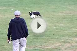 French Team Soccer Dog