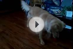 Golden Retriever plays soccer with a tennis ball