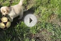 Golden retriever puppy (Keeper) discovers soccer ball